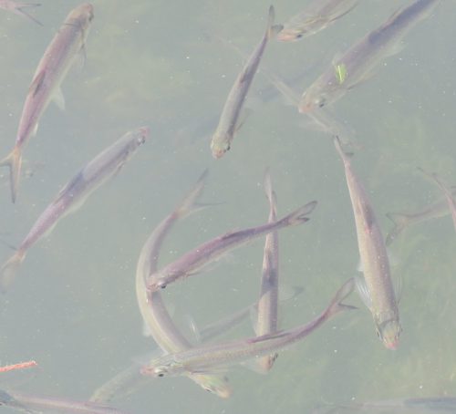 星願湖の魚