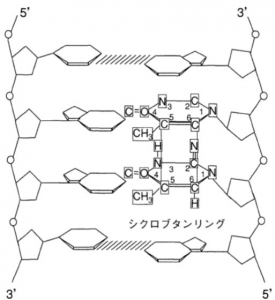 ピリミジン2量体